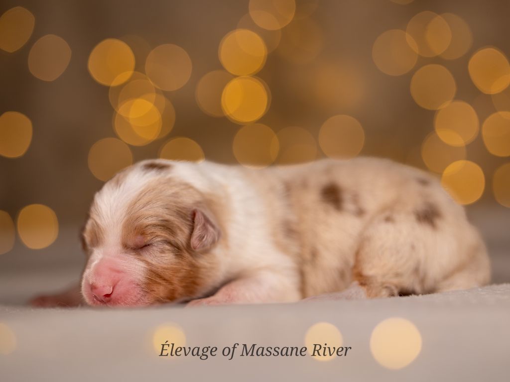 of Massane River - Chiots disponibles - Berger Australien