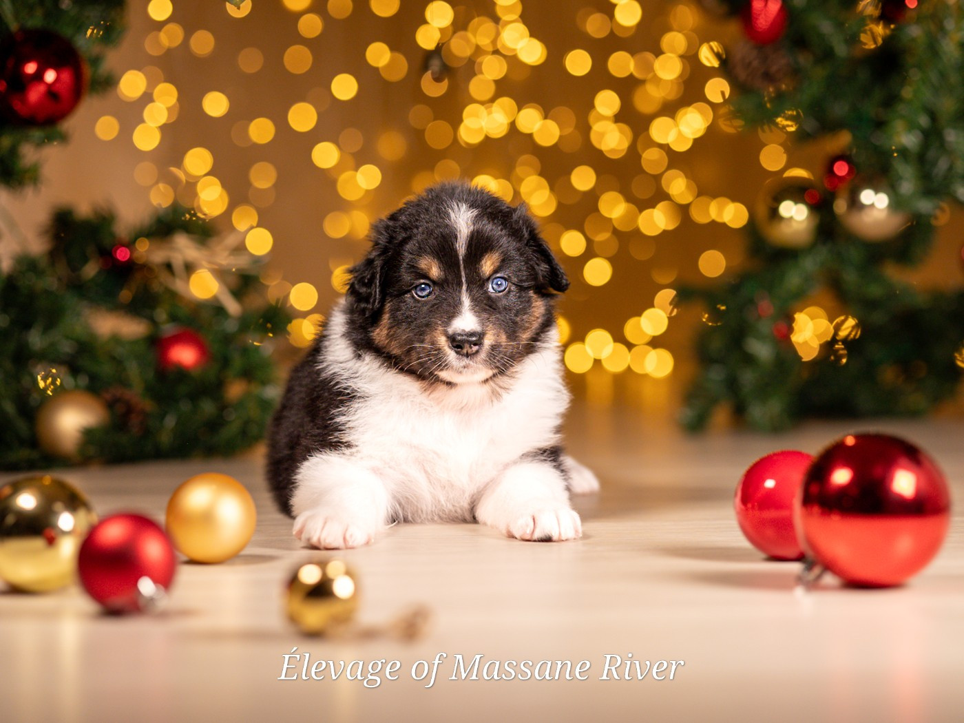 of Massane River - Chiots disponibles - Berger Australien