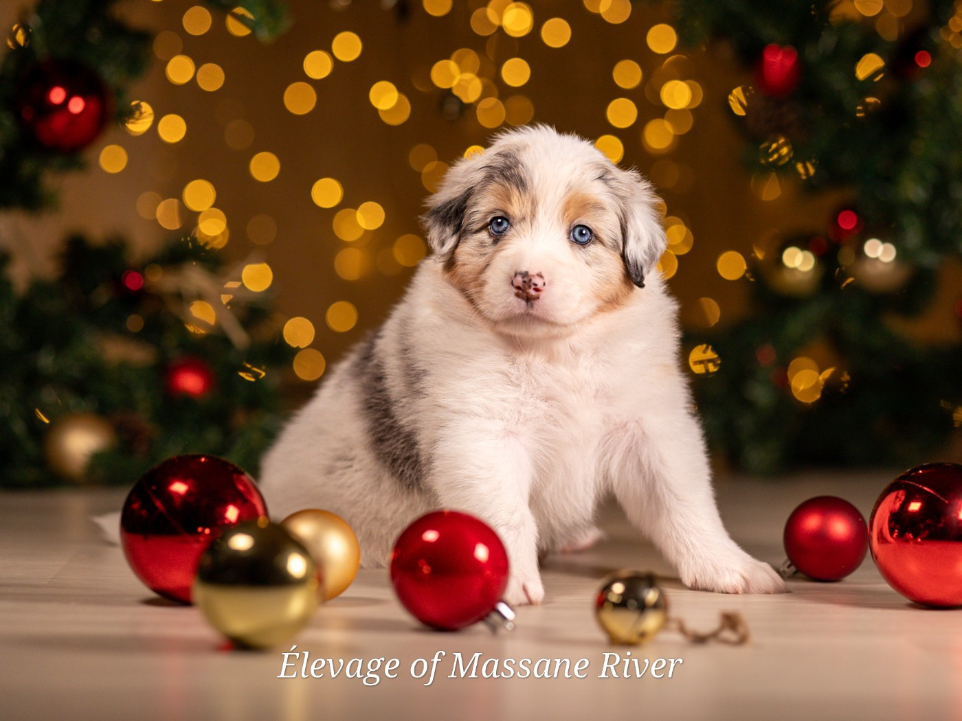 of Massane River - Chiots disponibles - Berger Australien