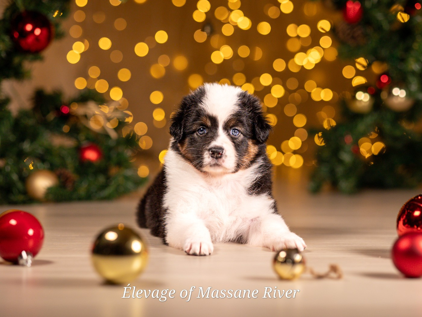 of Massane River - Chiots disponibles - Berger Australien