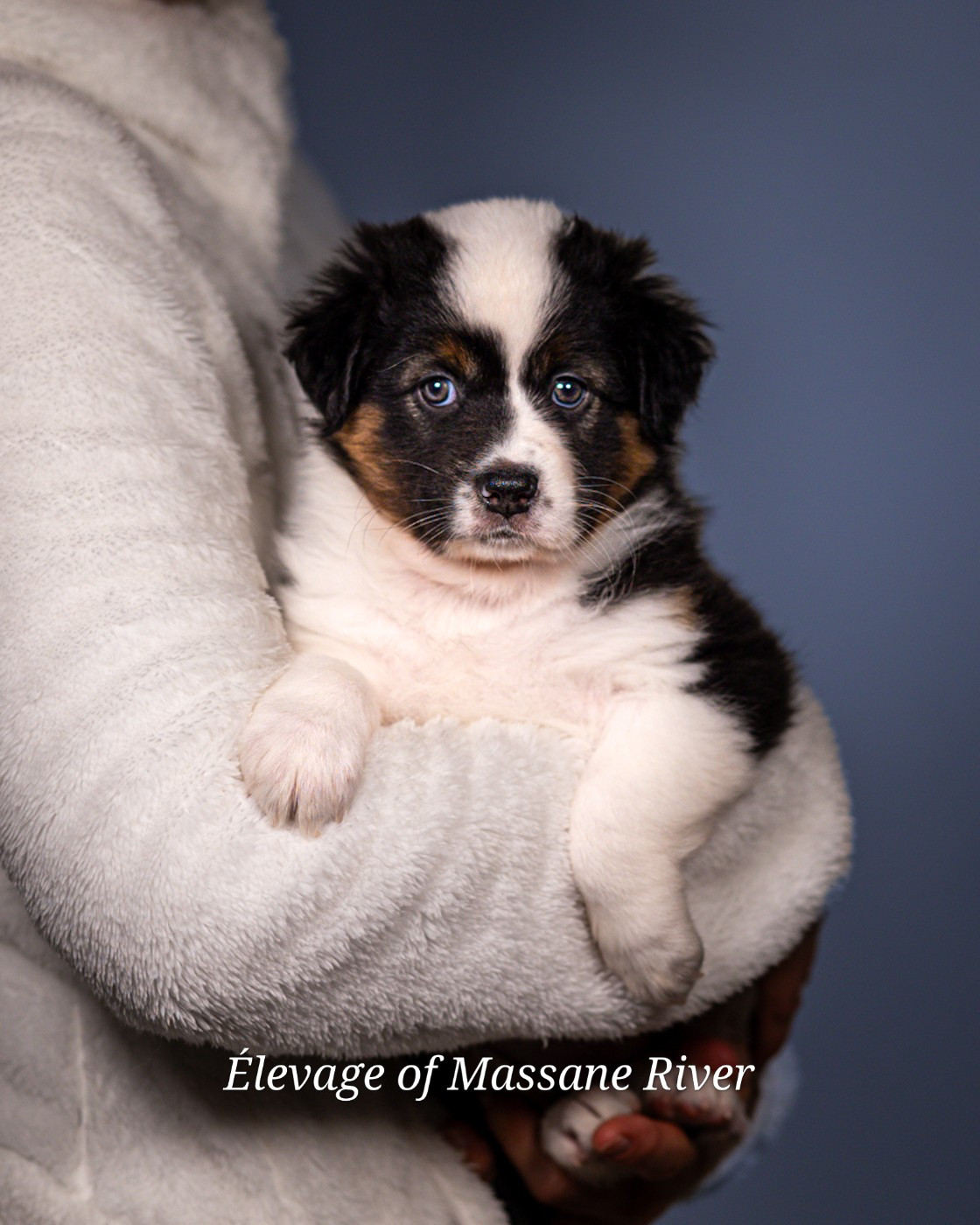 of Massane River - Chiots disponibles - Berger Australien