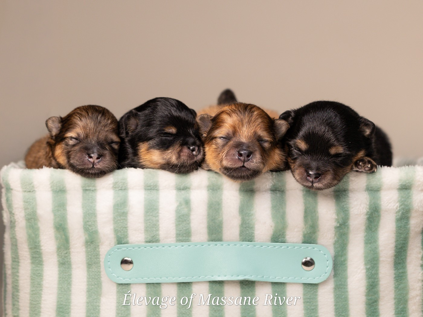 Chiot Spitz allemand of Massane River