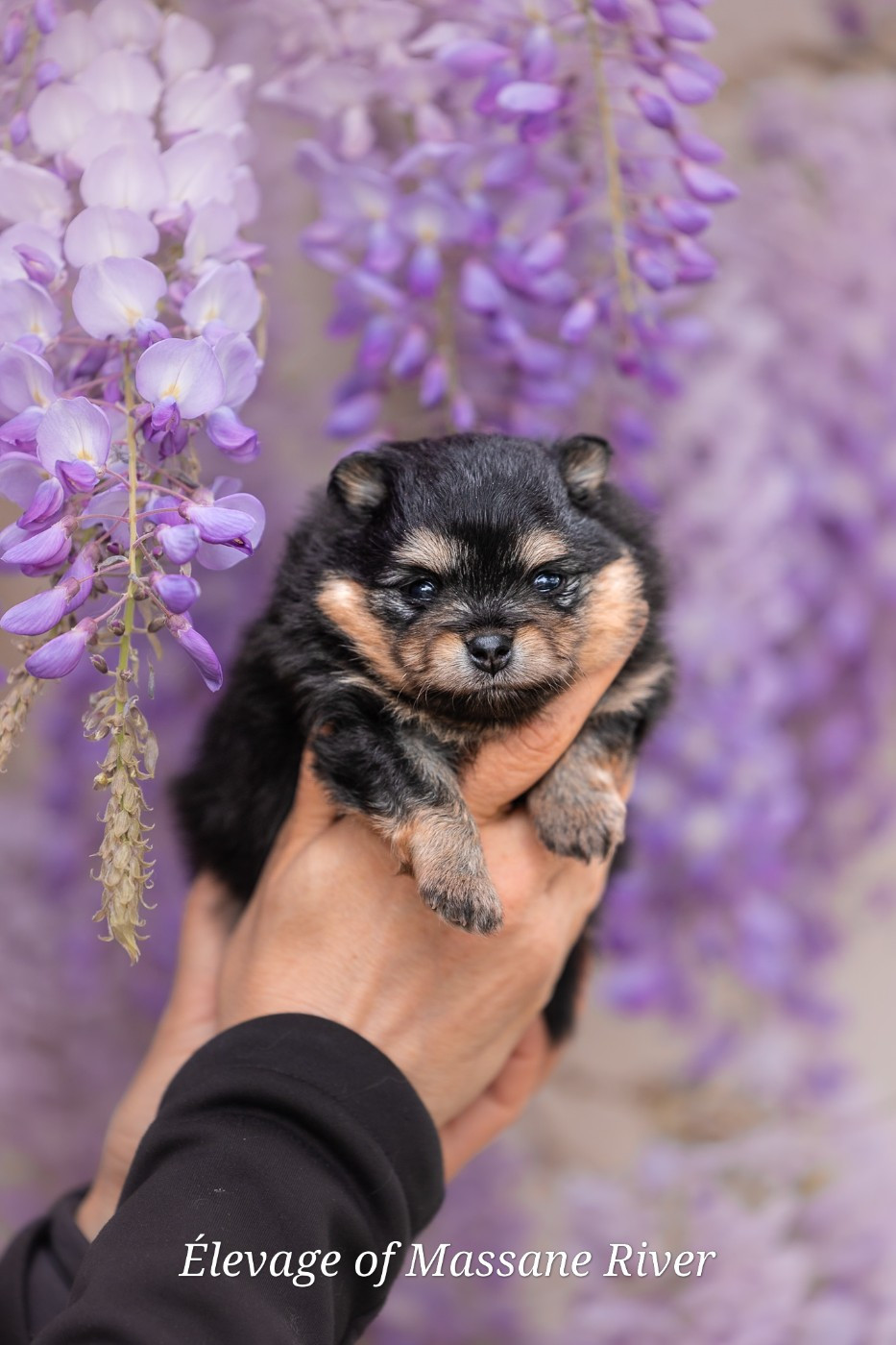 of Massane River - Chiots disponibles - Spitz allemand