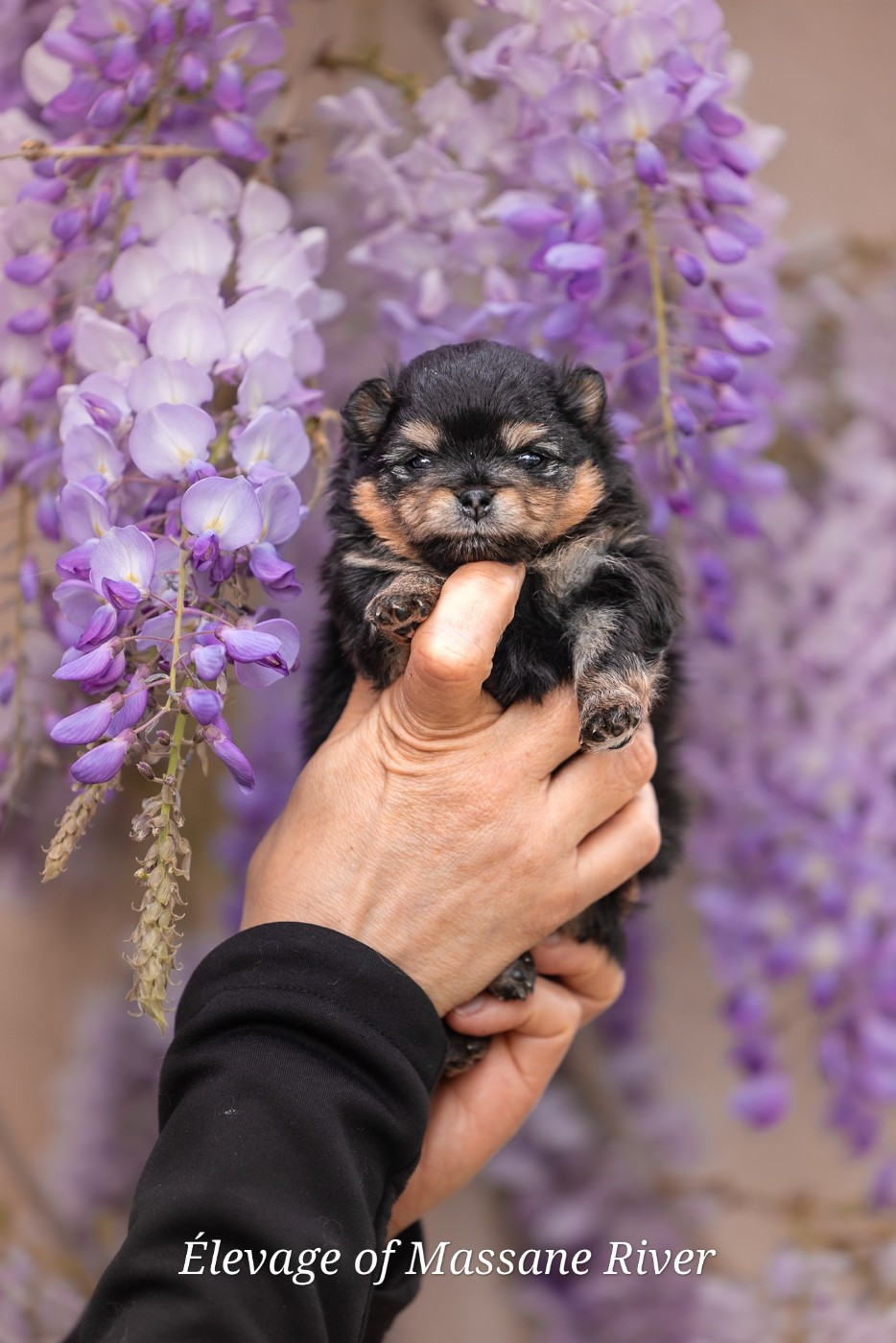 of Massane River - Chiots disponibles - Spitz allemand