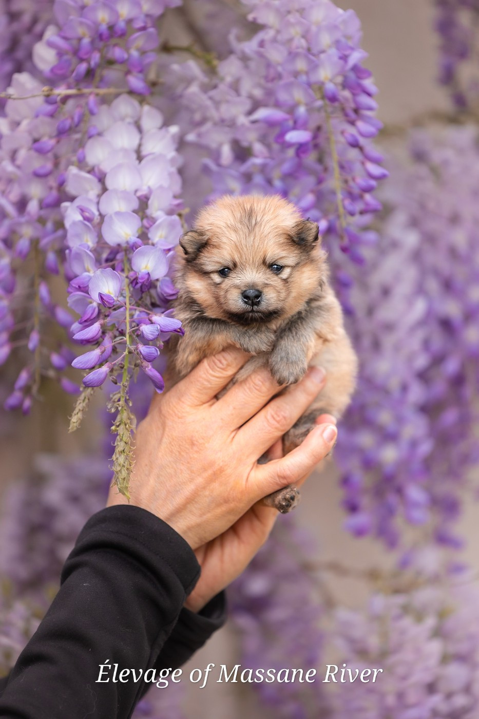 of Massane River - Chiots disponibles - Spitz allemand