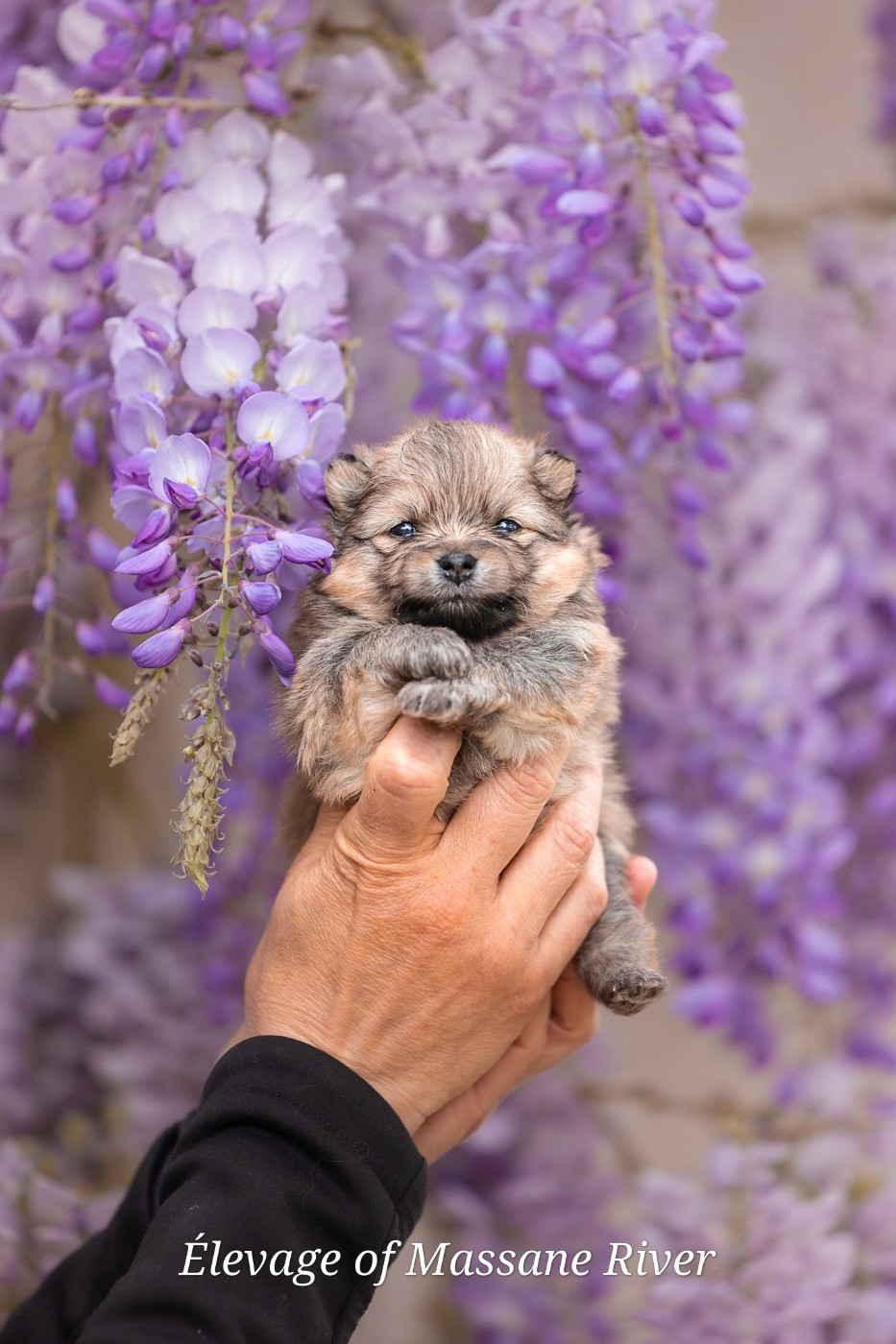 of Massane River - Chiots disponibles - Spitz allemand