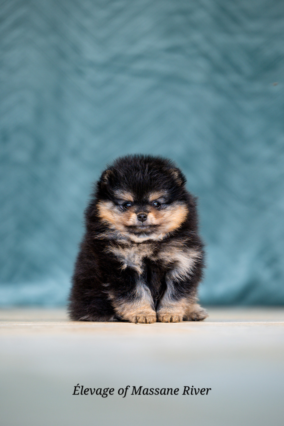 of Massane River - Chiots disponibles - Spitz allemand