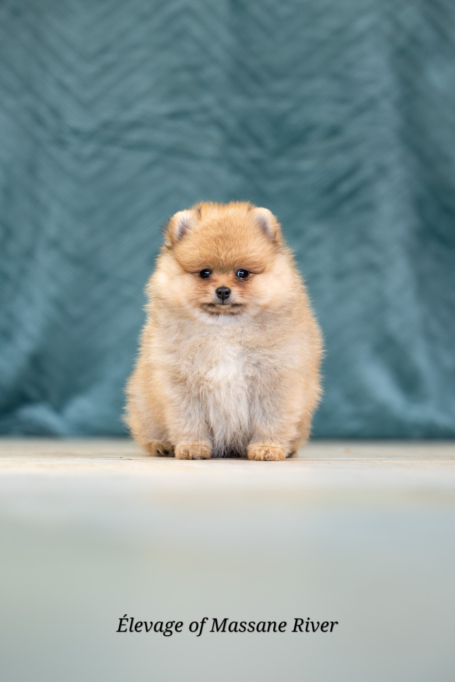 of Massane River - Chiots disponibles - Spitz allemand