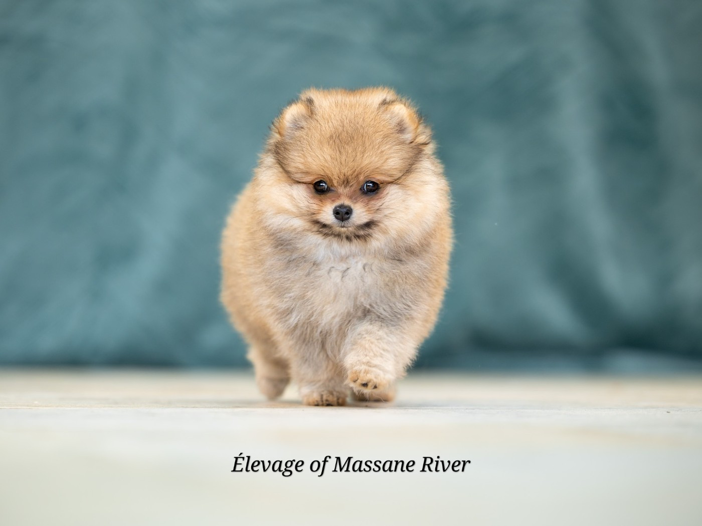 of Massane River - Chiots disponibles - Spitz allemand
