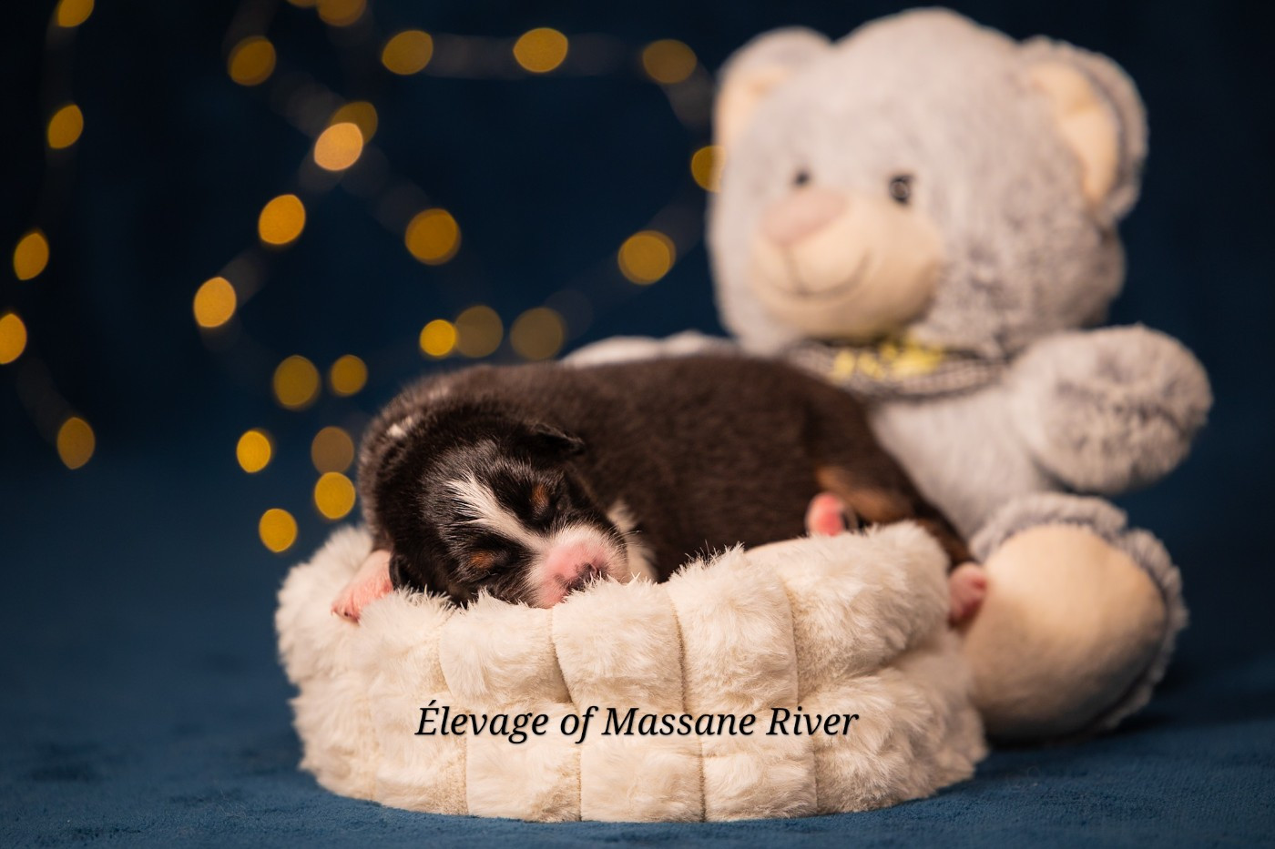 of Massane River - Chiots disponibles - Berger Australien
