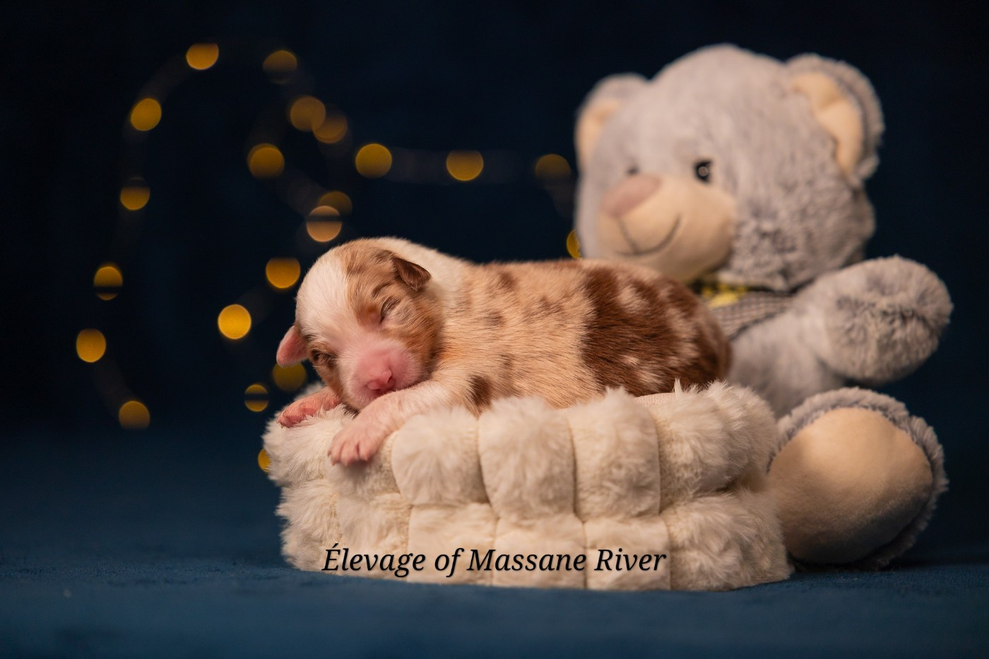 of Massane River - Chiots disponibles - Berger Australien