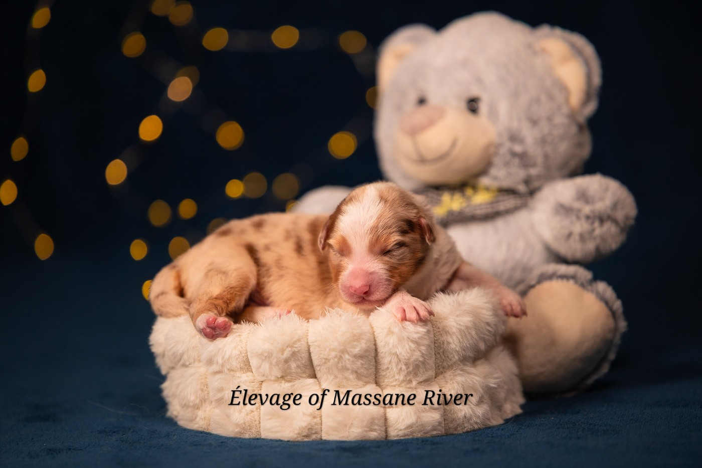 of Massane River - Chiots disponibles - Berger Australien