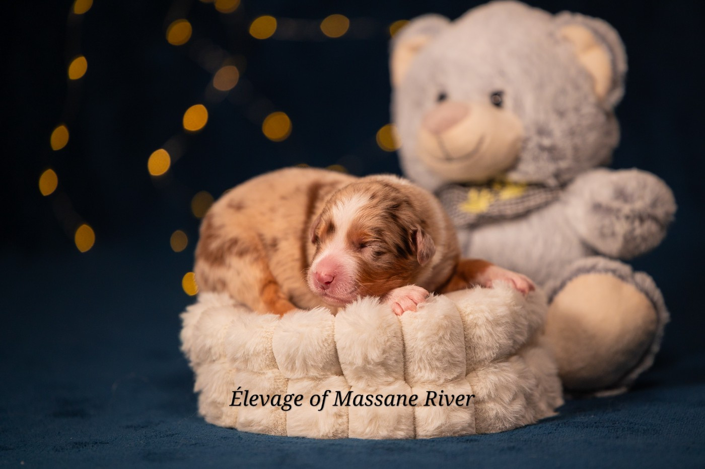 of Massane River - Chiots disponibles - Berger Australien