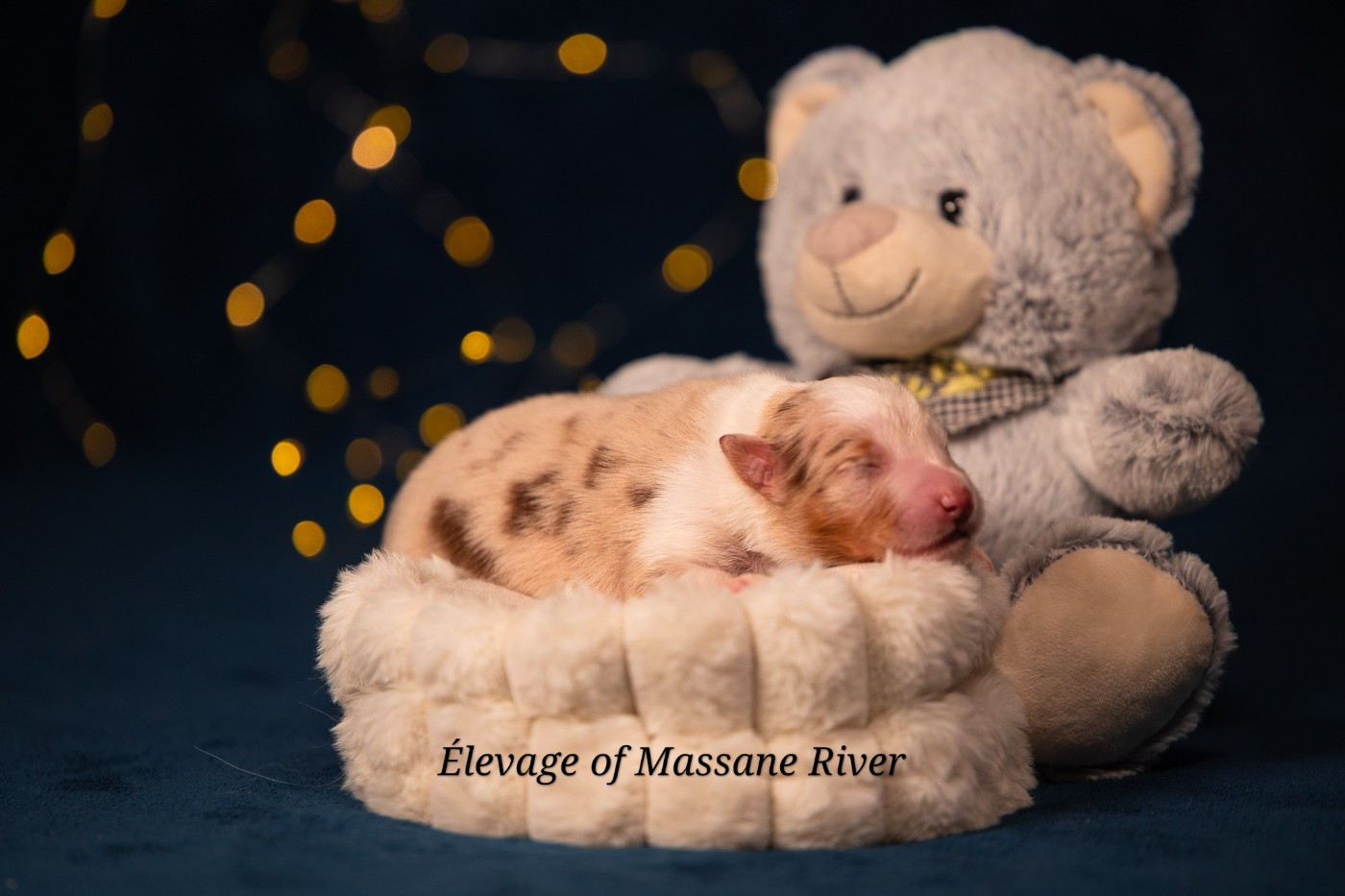 of Massane River - Chiots disponibles - Berger Australien