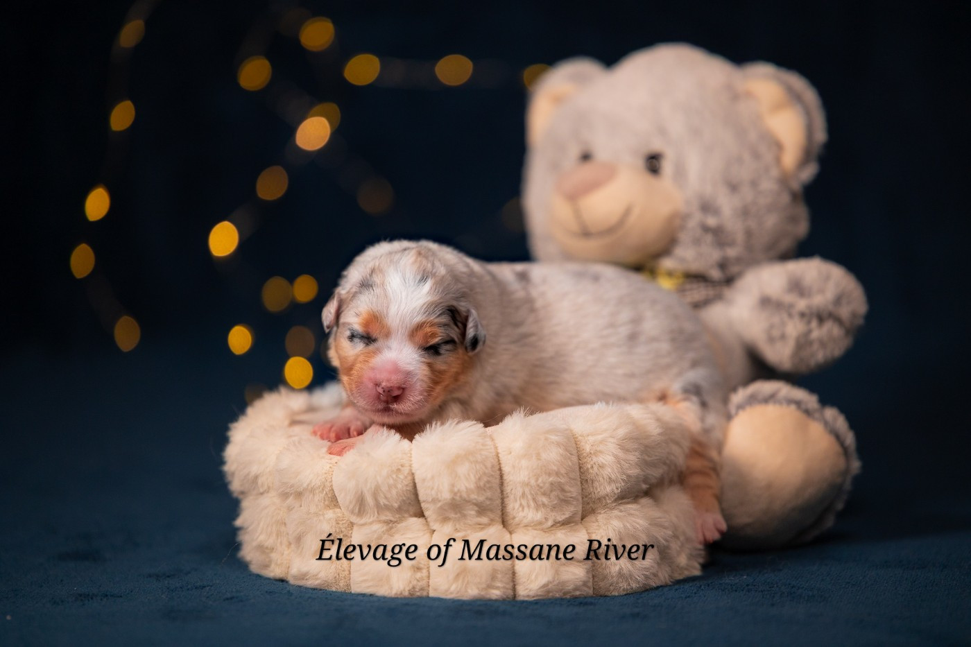 of Massane River - Chiots disponibles - Berger Australien