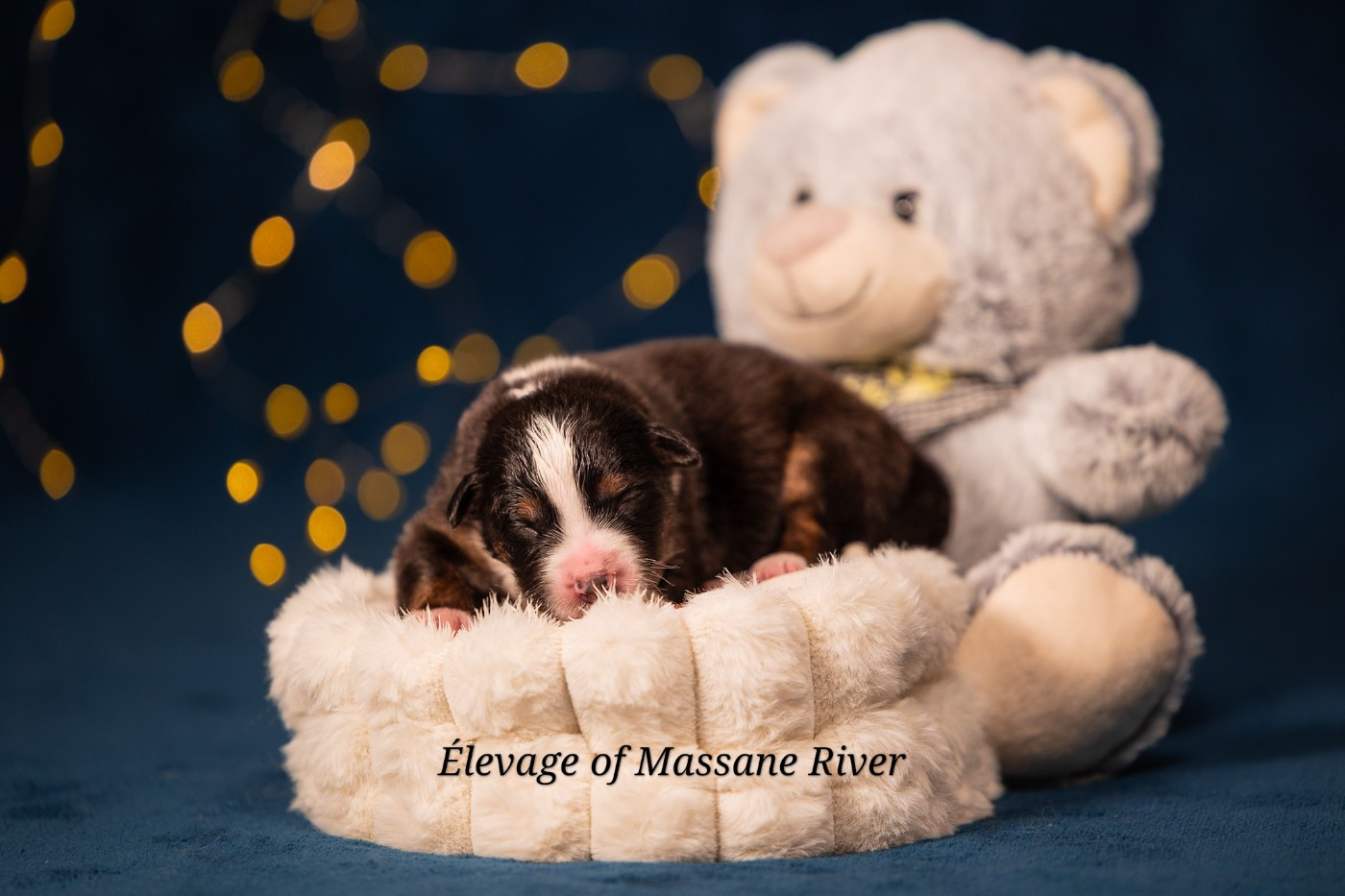 of Massane River - Chiots disponibles - Berger Australien
