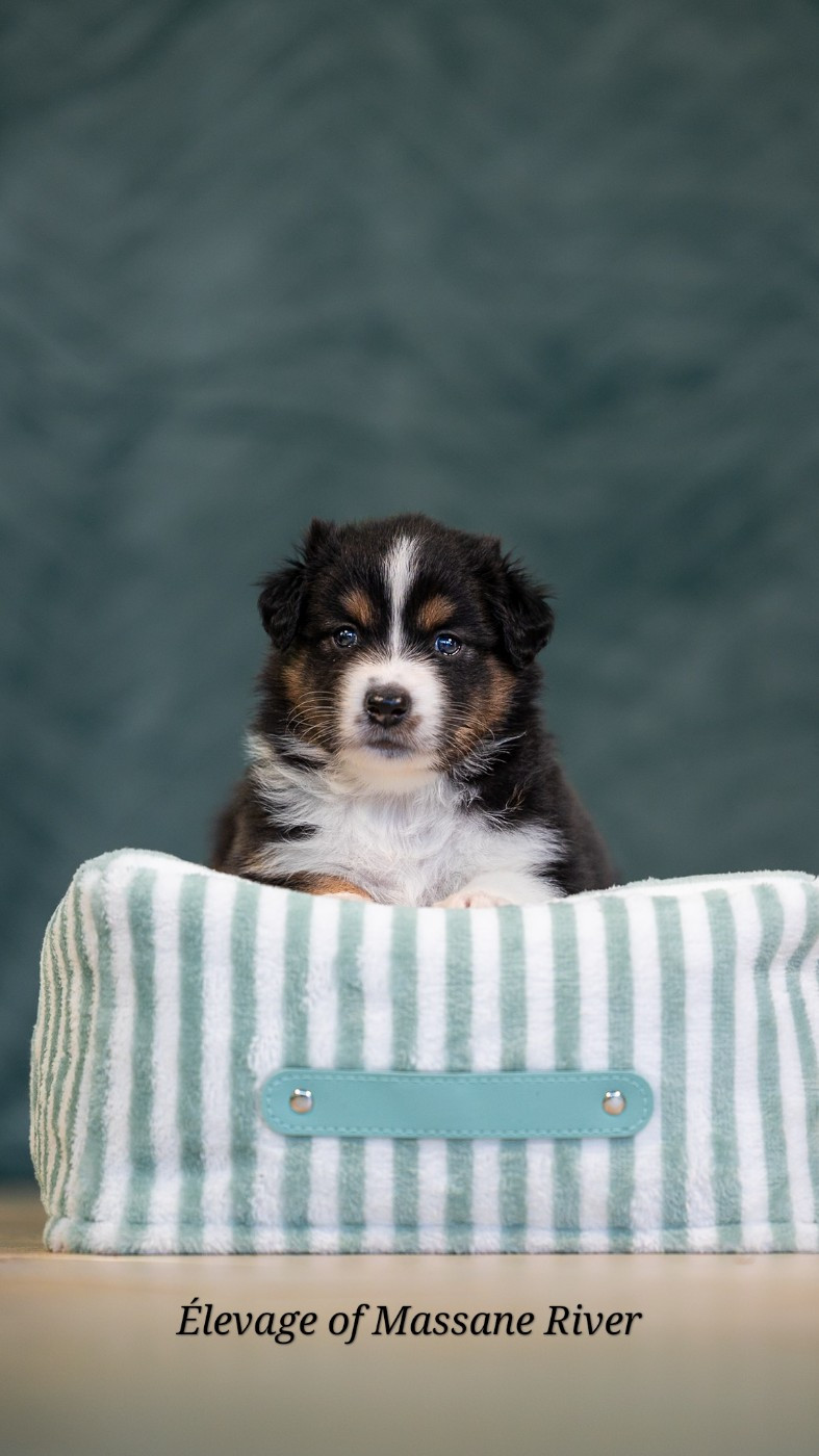 of Massane River - Chiots disponibles - Berger Australien