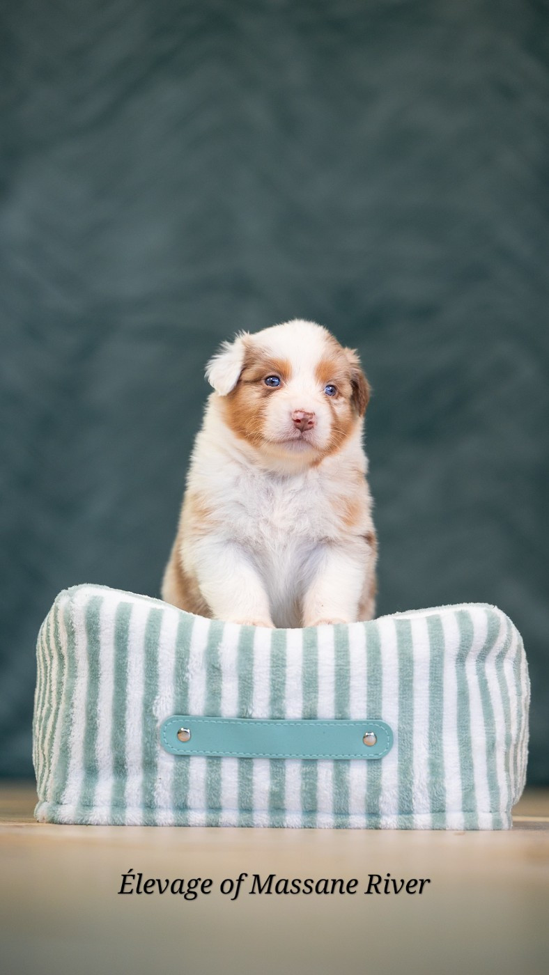of Massane River - Chiots disponibles - Berger Australien