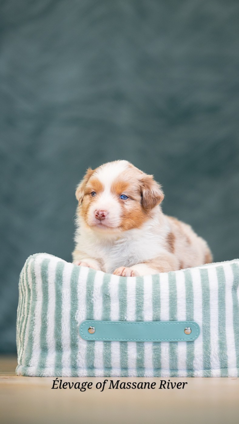 of Massane River - Chiots disponibles - Berger Australien