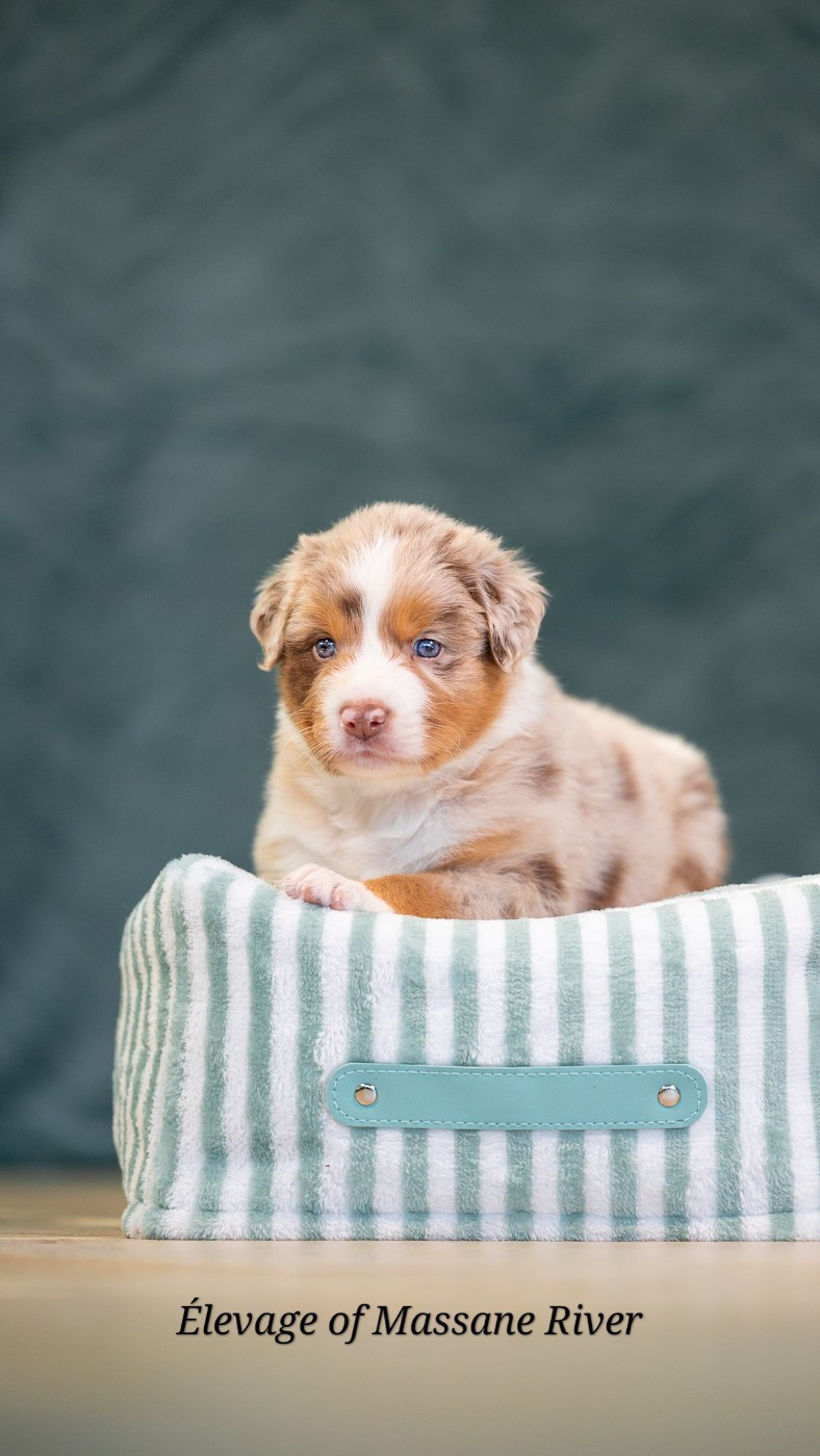 of Massane River - Chiots disponibles - Berger Australien