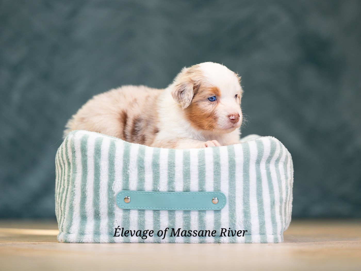 of Massane River - Chiots disponibles - Berger Australien