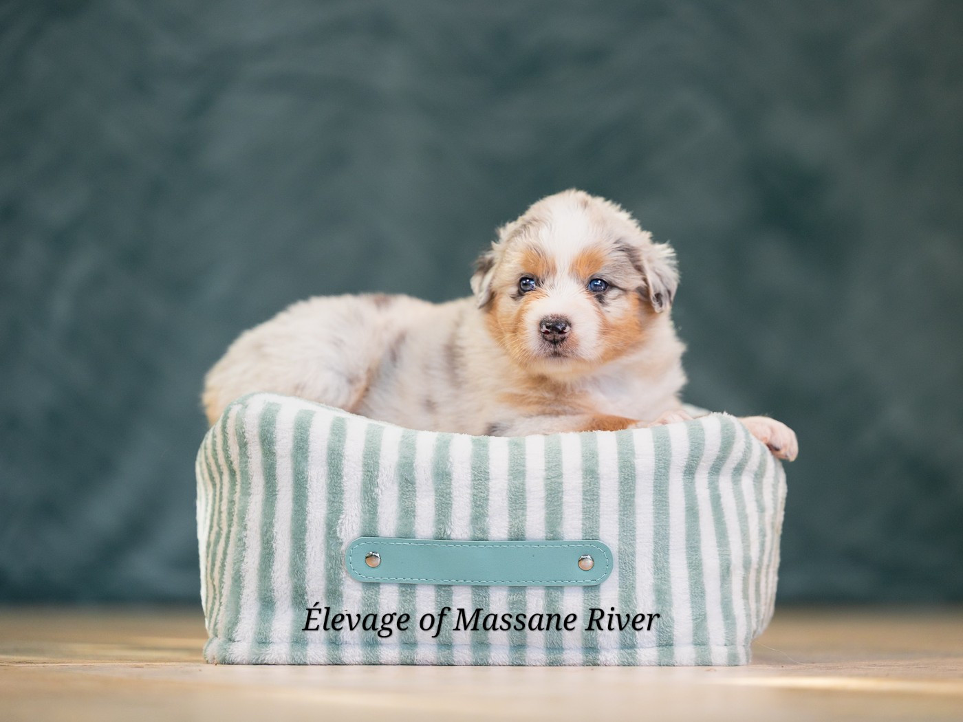 of Massane River - Chiots disponibles - Berger Australien