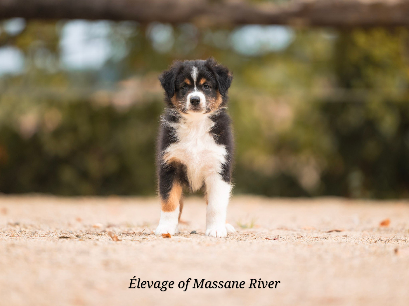 of Massane River - Chiots disponibles - Berger Australien