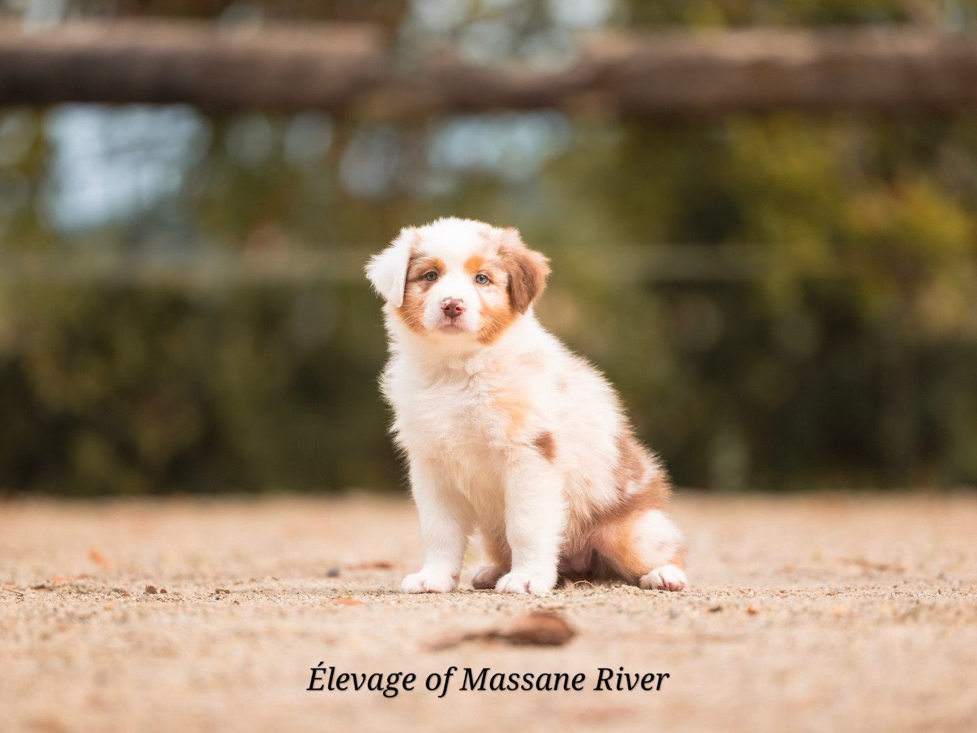 of Massane River - Chiots disponibles - Berger Australien