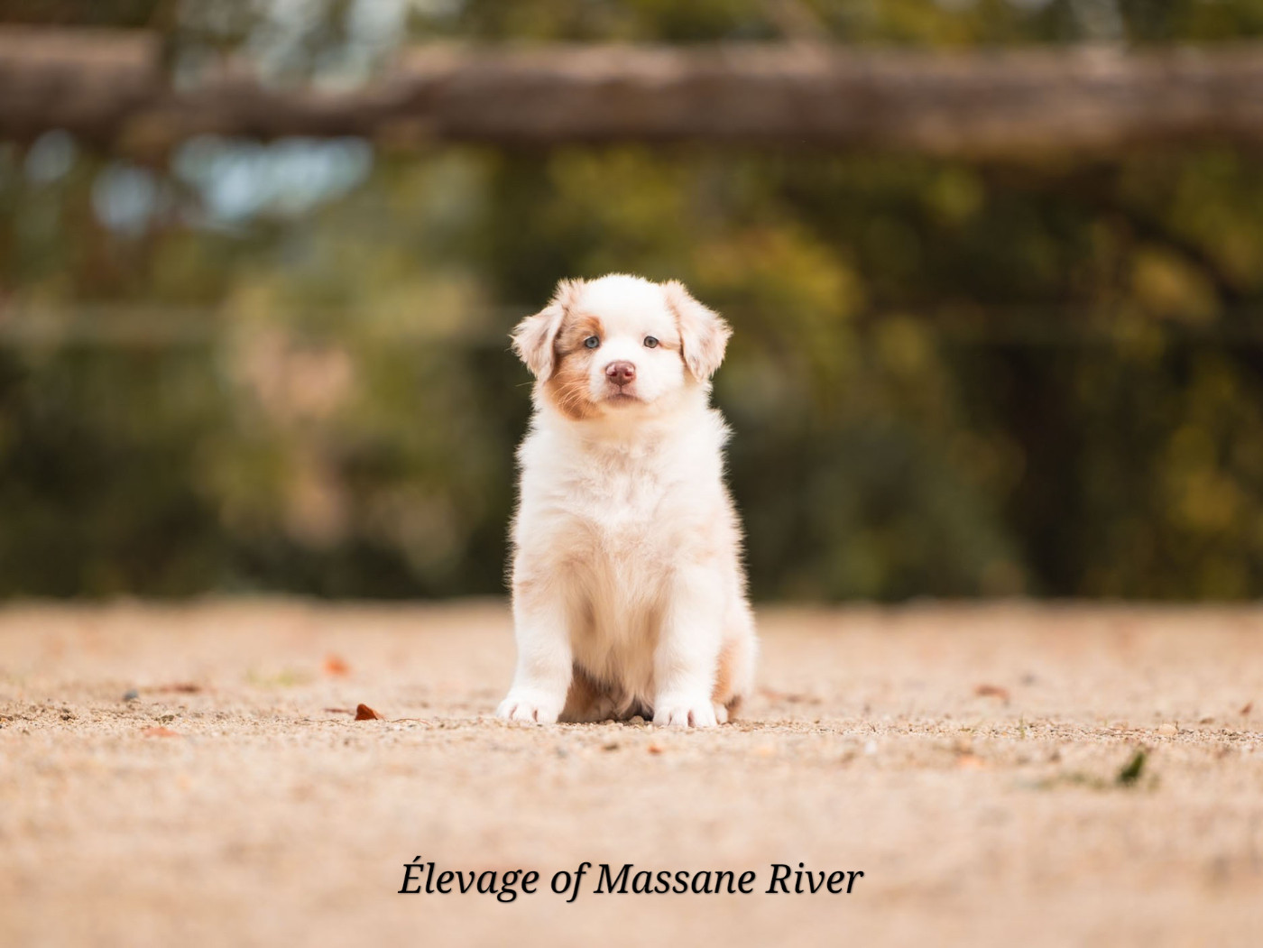 of Massane River - Chiots disponibles - Berger Australien