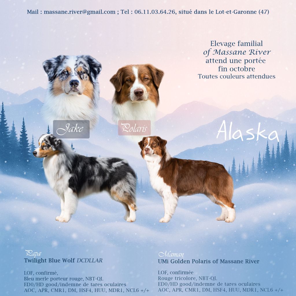 of Massane River - Berger Australien - Portée née le 28/10/2025