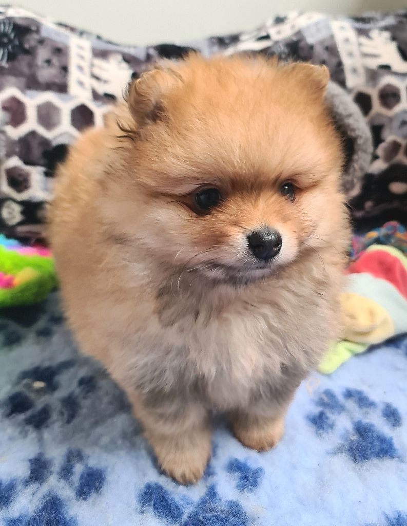 of Massane River - Chiots disponibles - Spitz allemand