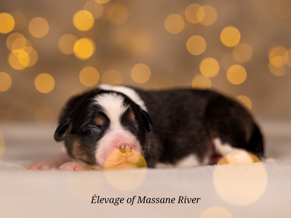 of Massane River - Chiots disponibles - Berger Australien