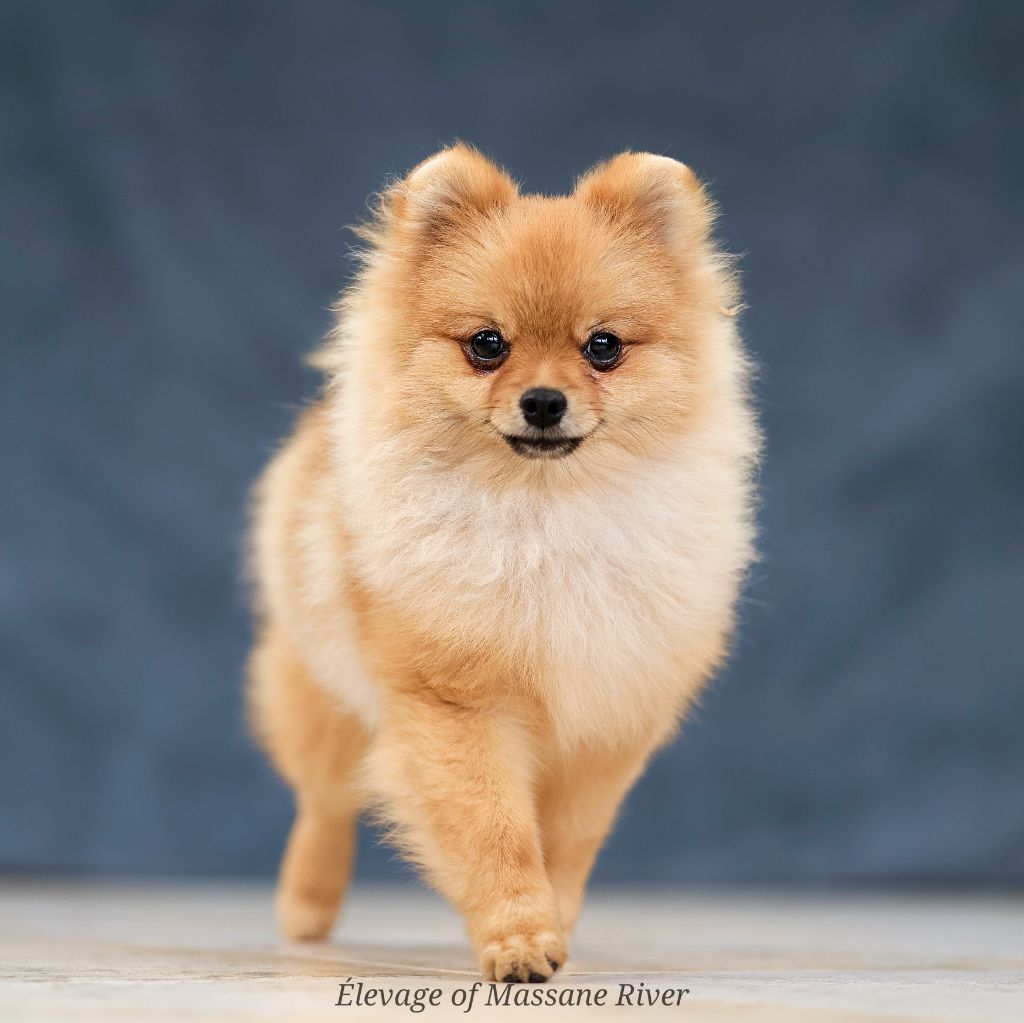 of Massane River - Chiots disponibles - Spitz allemand