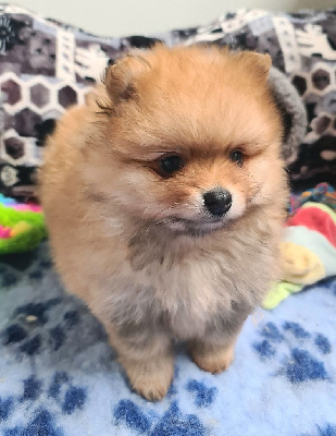 ALBUS