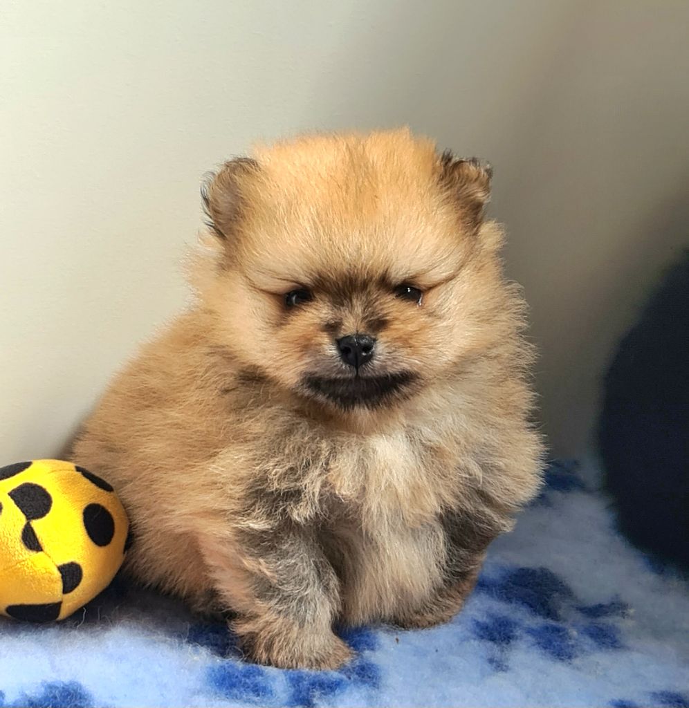 of Massane River - Chiots disponibles - Spitz allemand
