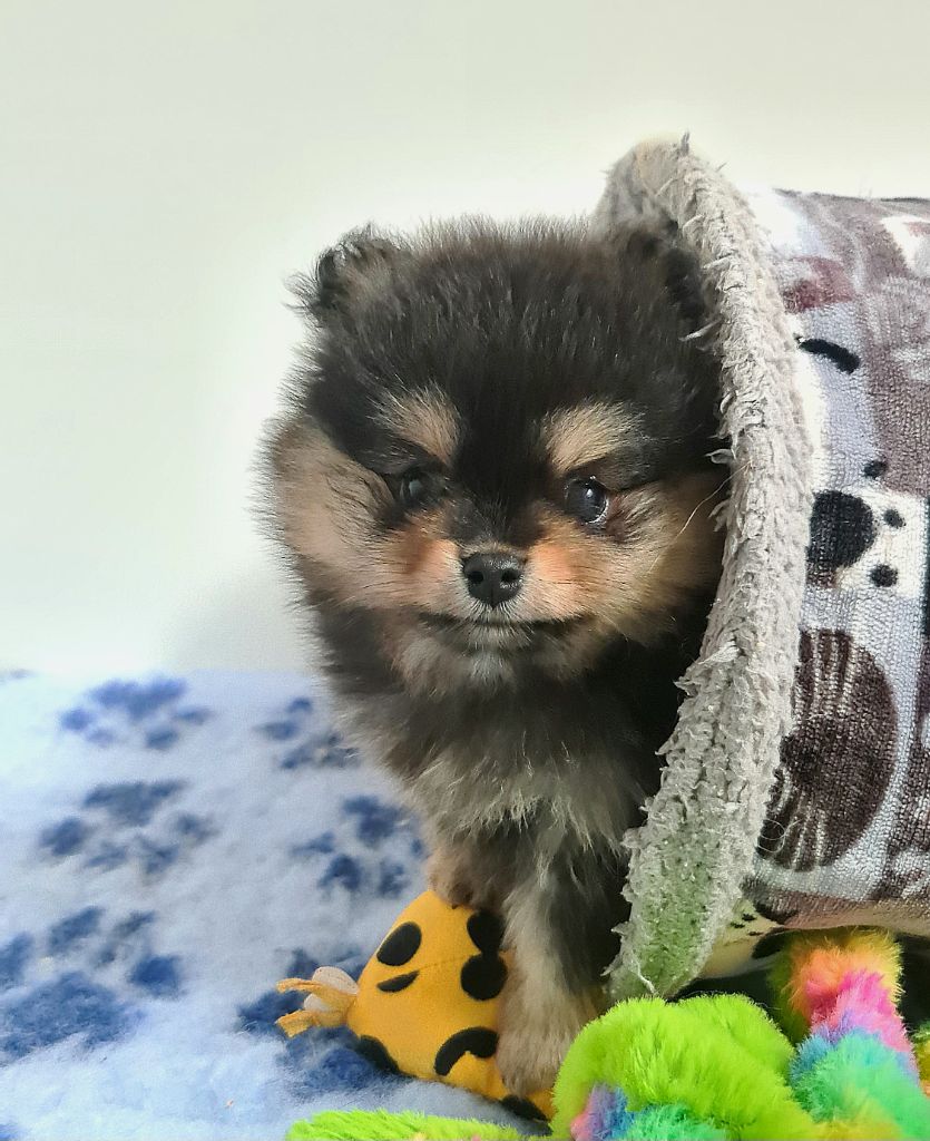 of Massane River - Chiots disponibles - Spitz allemand